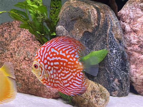 Pearl Pigeon Snakeskin Discus