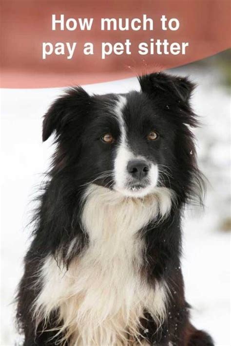 With warmer weather coming, make sure your pets stay happy, cool, and safe as they head. 2019 Overnight Pet Sitting Rates | Pets, Pet vet, Pet ...