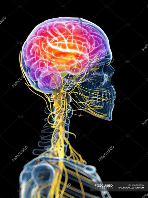 Active Brain Visualization — Neural Medical Illustration Stock Photo