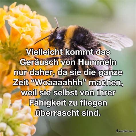 Der kräftige und rundliche körper körper ist wie ein pelz mit haaren bedeckt. Das Geräusch der Hummeln - Fun Bild | Webfail - Fail ...