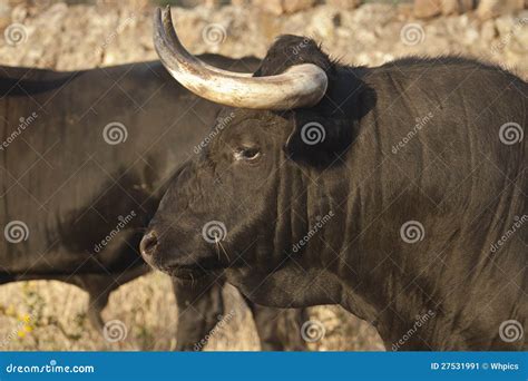 Profile Of Young Fighting Bull Breeding Stock Image Image Of Horn