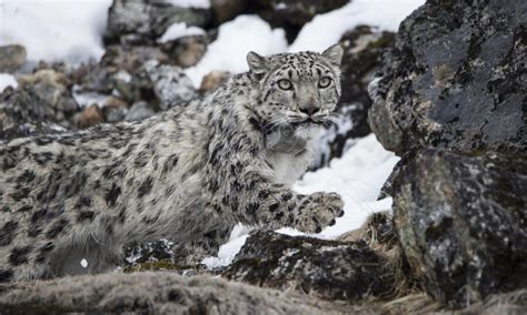 Nepal Introduces A Climate Smart Plan To Protect Snow Leopards