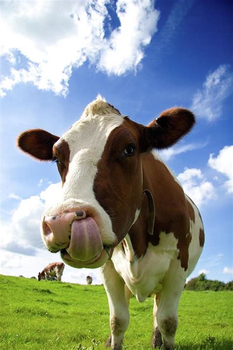 Cow Sticking Its Tongue Out Photograph By Rick Harrison