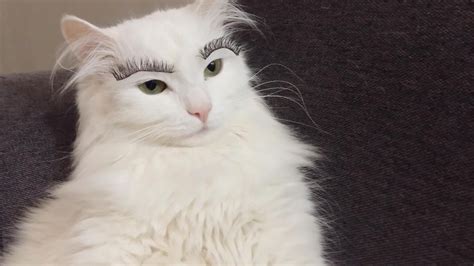Cute Cat Has Fake Eyelashes Youtube