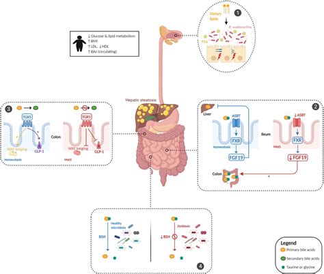 Gut Microbiota Derived Metabolites As Central Regulators In Metabolic