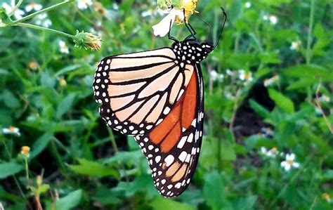 Monarch Butterfly Project Noah