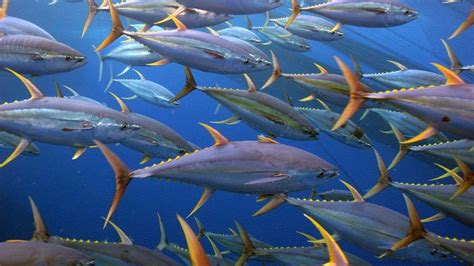 Wallpapers Ikan HD - Wallpaper Cave