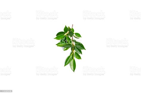 Green Shrub Of Banyan Tree Or Ficus Annulata Leaf Isolated On White