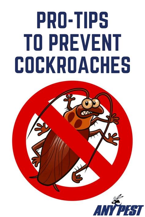 Check Out These Pro Tips To Prevent Cockroaches During The Winter Or Any Season Prevention