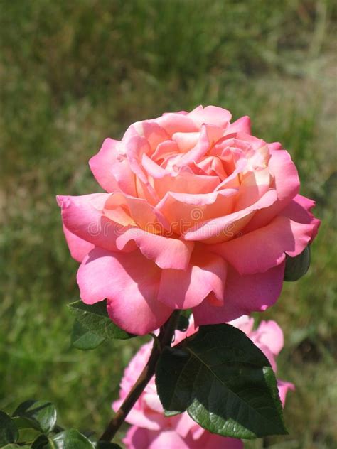 A Small Light Pink Rose Stock Photo Image Of Bouquet 126569280