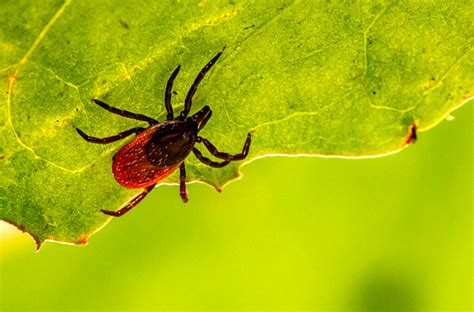 Nih Grant To Expand Research Into Tick‑borne Diseases Wsu Insider
