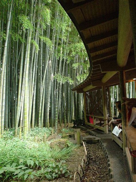 Japanese garden designs relies on a variety of different trees and shrubs, but one particular distinguishing feature is the extensive use of moss. Bamboo Garden at Hokokuji Temple in Kamakura, Japan - 報国寺 ...