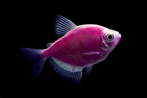 Glowing Fluorescent Fish Noveltystreet