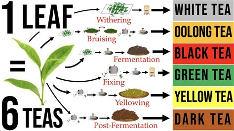 Tea Processing Explained In Full How Raw Tea Leaves Are Transformed