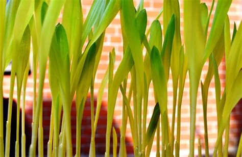 How To Grow Popcorn Microgreens At Home Florist Kid
