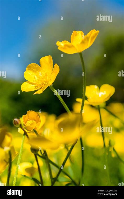 Buttercup Flowers Provide A Vibrant Yellow Display During The Spring