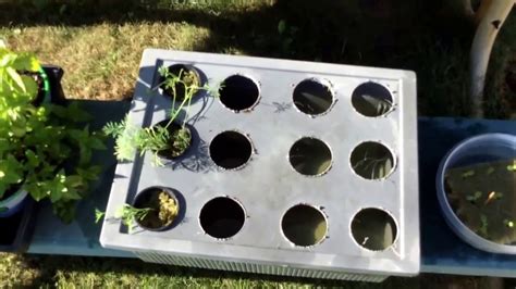 New Kratky Hydroponic Setup And Garden Update July 2017 Youtube