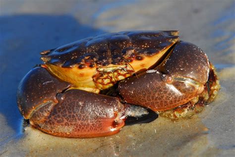 Florida Waterways Stone Crabs Coastal Angler And The Angler Magazine