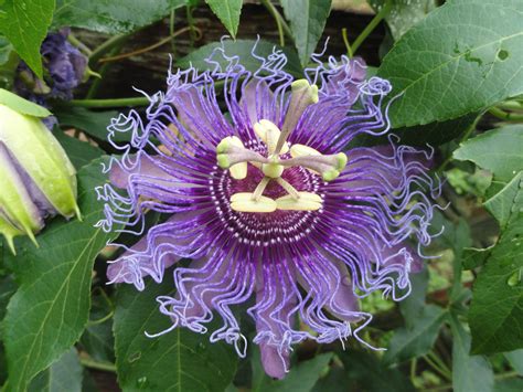 Passion Flower | Passion flower, Flowers perennials, Trees to plant