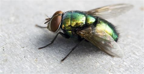 We did not find results for: Flies Getting Pissed - Sick Chirpse