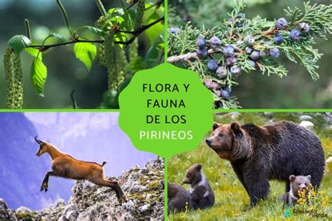 Flora Y Fauna De Los Pirineos Características Y Especies