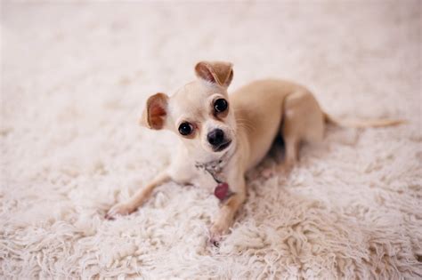 Le Chihuahua Terrier Mix Coin Des Animaux Yakaranda