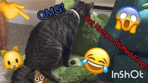 Cat Humps Stuffed Frog Youtube