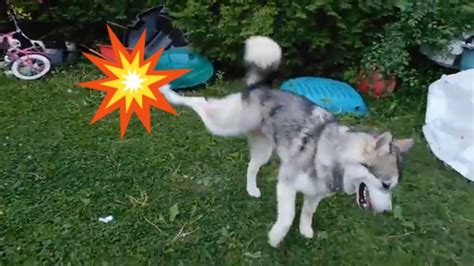 Check spelling or type a new query. Alaskan Malamute Puppy Sojou Cut her Paw Pad - YouTube