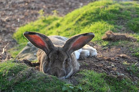 Best Continental Giant Rabbit In South East Best Continental Giant