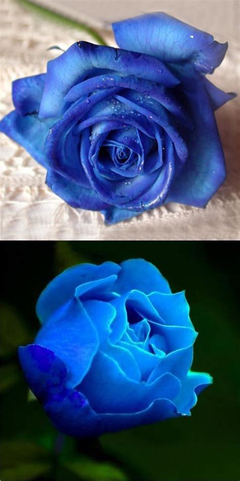 Egrow 50pcs Blue Rose Seeds Blue Lover Rose Seeds Diy Home Garden Dec