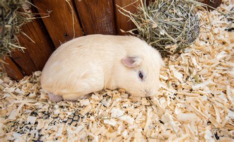 How Do Guinea Pigs Sleep All Your Questions Answered