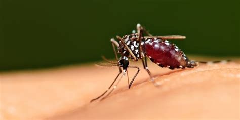 Selain itu, tahap ini juga bisa muncul kapan saja seumur hidup. Apa Itu Penyakit Chikungunya? • Deherba.com
