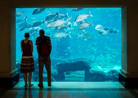 Sea Life Aquarium Rivercenter Mall Opening In Feb 2020