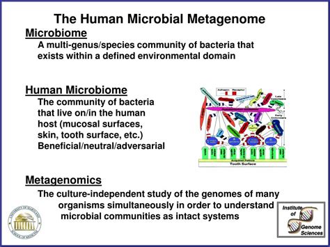 Ppt Human Microbial Metagenomics Understanding Our Microbial Selves