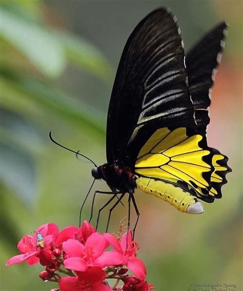 Black And Yellow 💛 Follow Butterflyadvocates For More 🌈 Beautiful