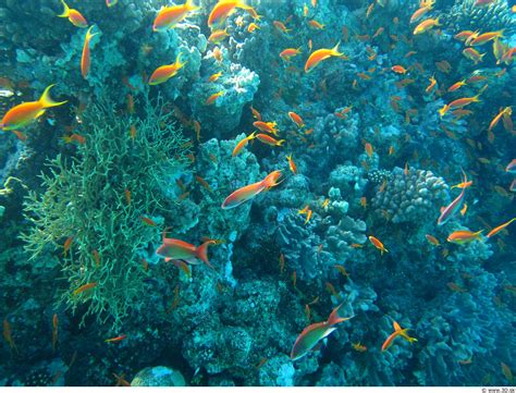 Free Images Animal Underwater Seaweed Colorful Coral