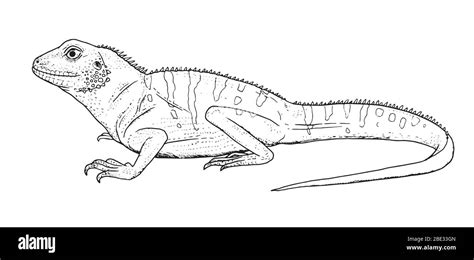 Drawing Of So Called Chinese Water Dragon Lizard Sketch Of Reptile