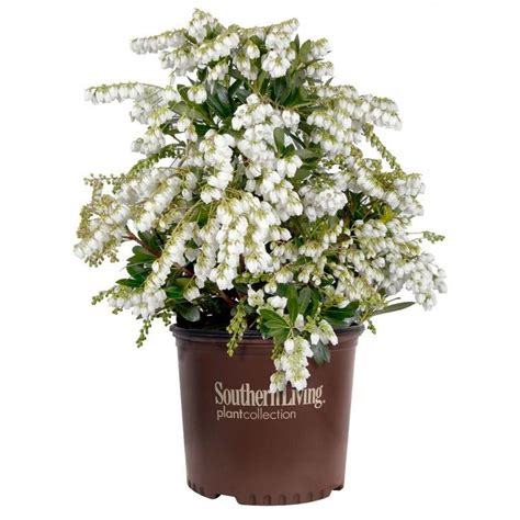 Check spelling or type a new query. Southern Living Plant Collection 2 Gal. Mountain Snow ...