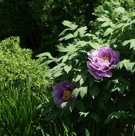 Visit My Garden Japanese Tree Peonies At Olbrich