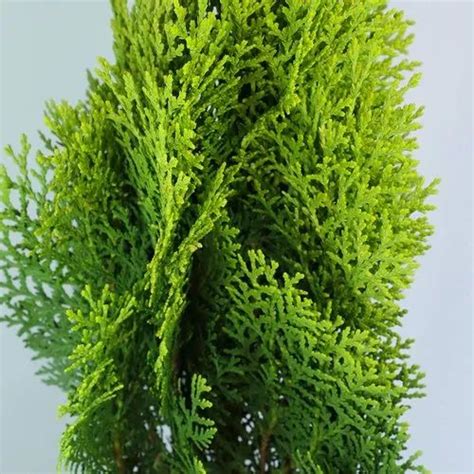 Green Morpankhi Thuja Compacta Plant For Garden At Rs 50piece In