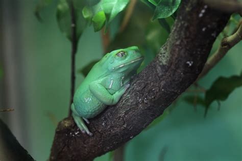 Waxy Monkey Tree Frog Care Sheet Lifespan Pictures And More Pet Keen