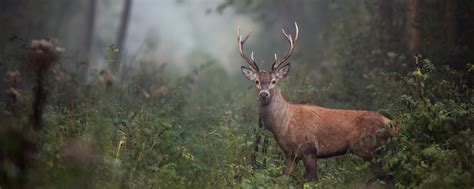 Maybe you would like to learn more about one of these? Browsing Deer Affect How A Forest Sounds | The Scientist ...