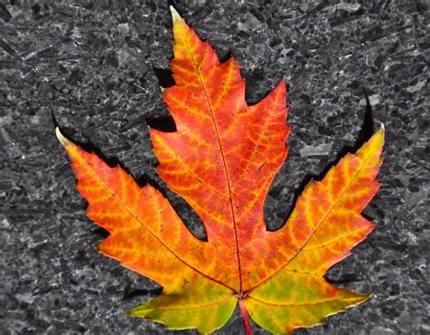 Amazing Maple Leaves Dan330