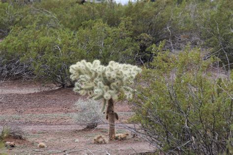 How do cactus protect themselves from predators? Why does it have to rain sooooooo much? Why, AZ ...