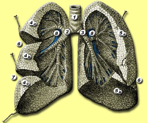 Right Lung Wikidoc