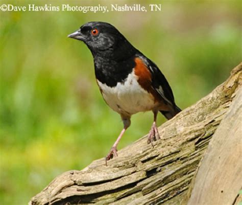 Eastern Towhee State Of Tennessee Wildlife Resources Agency