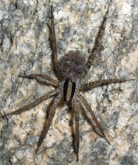 Sonoran Desert Spider Camptocosa Bugguidenet