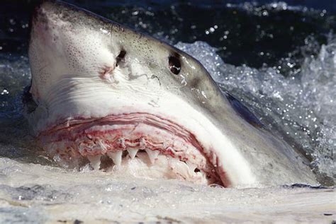 Great White Sharks Facts By Seethewild Wildlife Conservation