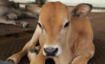 Undercover Videographer Charged With Animal Cruelty for Reporting Delay