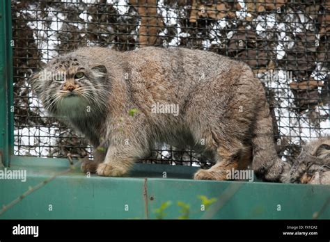 Pallass Cat Otocolobus Manul Also Known As The Manul At Budapest